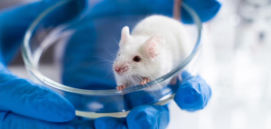 Científicos regeneran neuronas que restauran la capacidad de caminar en ratones, después de la parálisis causada por una lesión en la médula espinal
